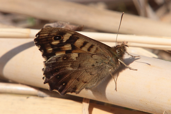 Pararge aegeria? - Si